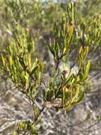 Image of Mallee Wattle