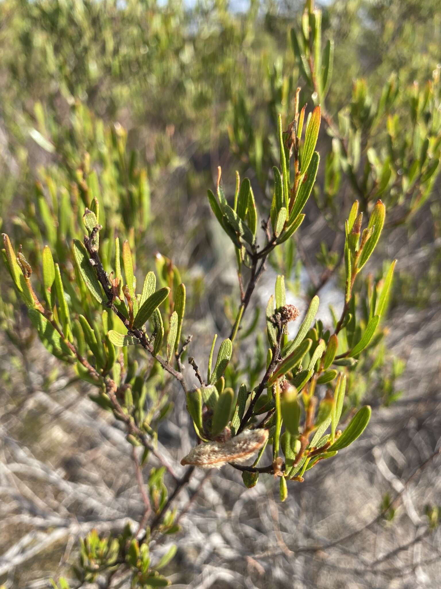 Image of Mallee Wattle