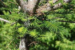 Image of Florida Nutmeg Tree