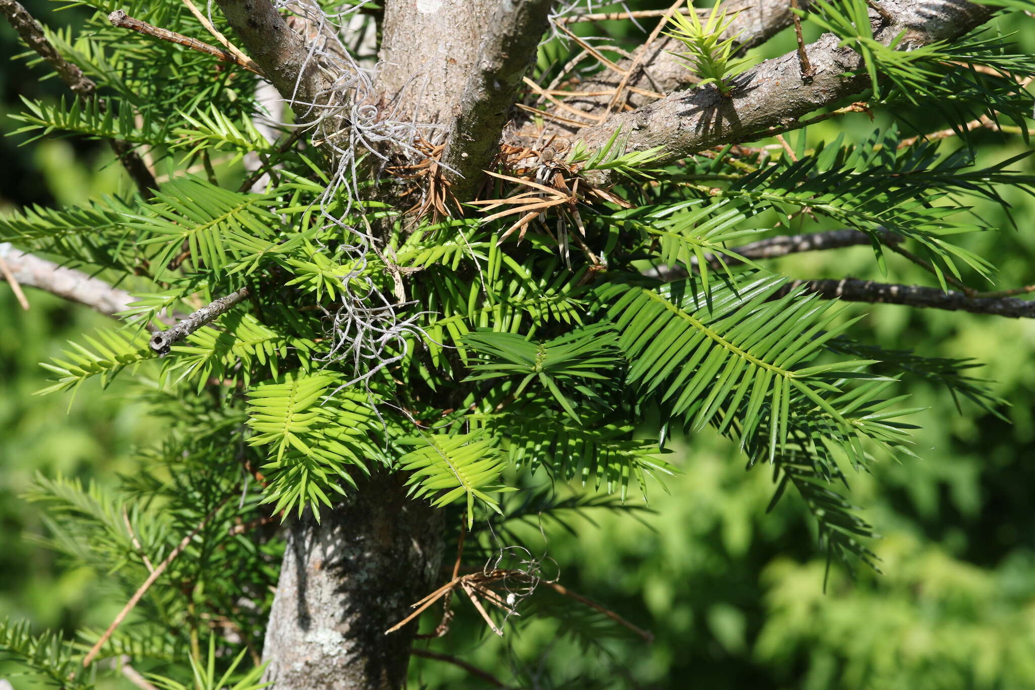 Image of Florida Nutmeg Tree