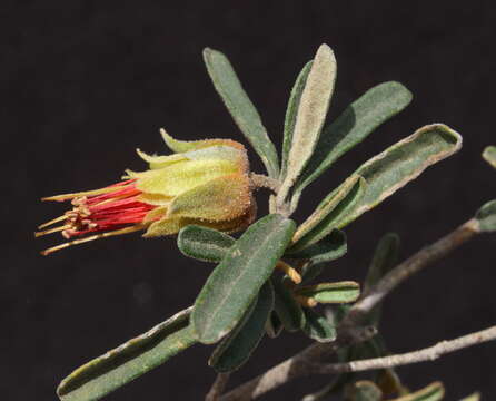 Image of Diplolaena velutina (Paul G. Wilson) Paul G. Wilson