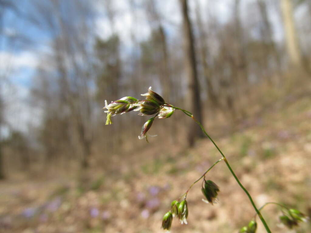 Image of Anthoxanthum australe (Schrad.) Veldkamp