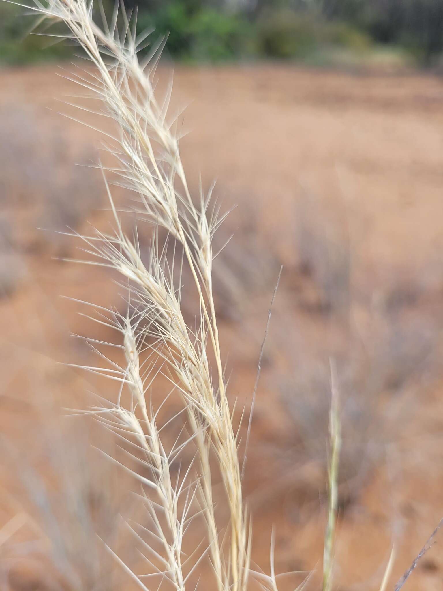 Image of Aristida ramosa R. Br.