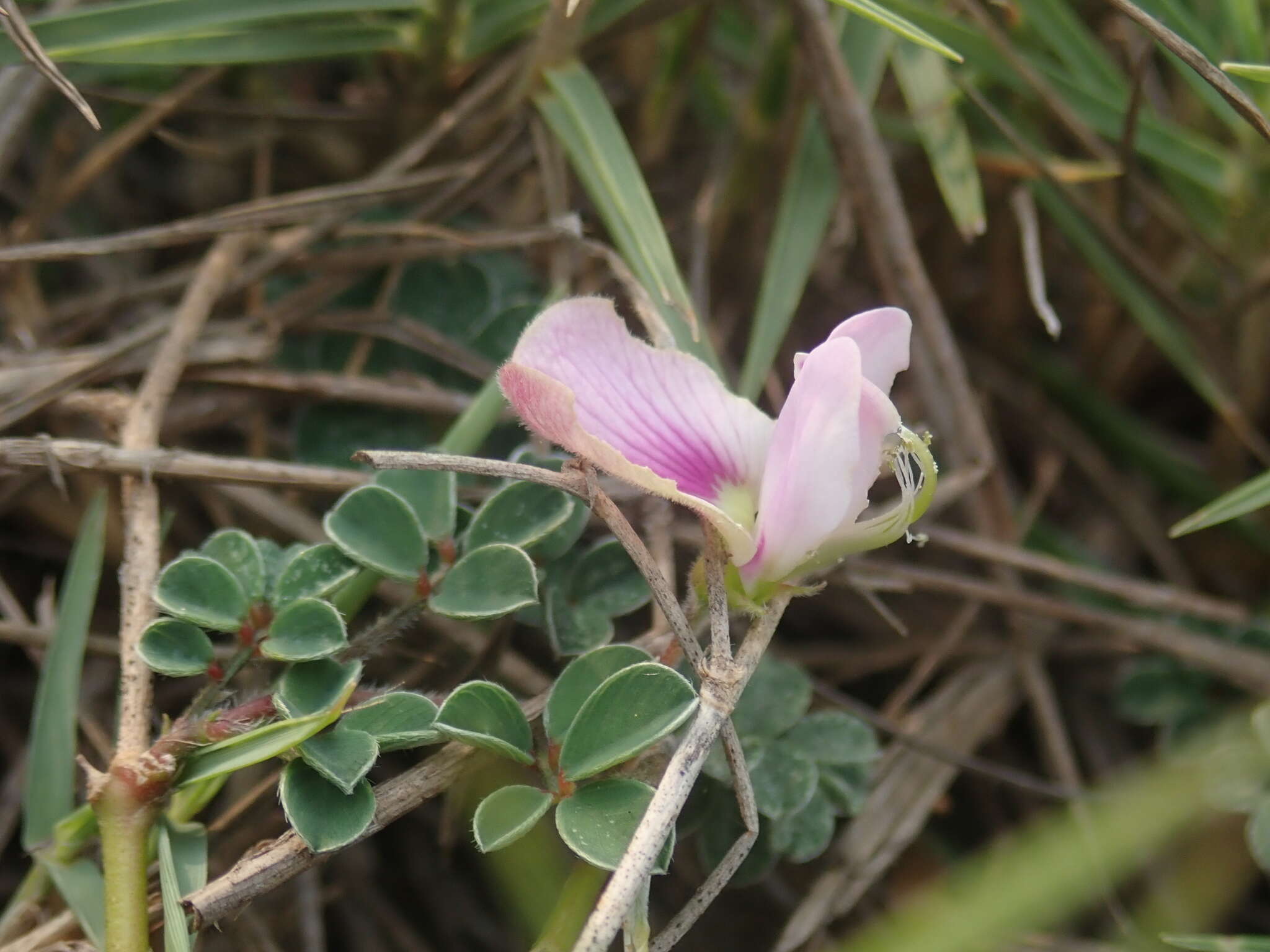 Image of Tephrosia obovata Merr.