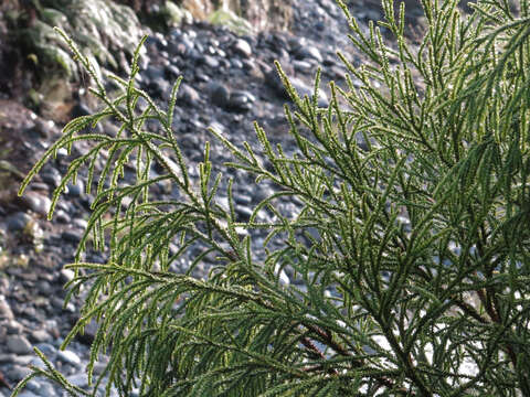 Image of Dacrydium