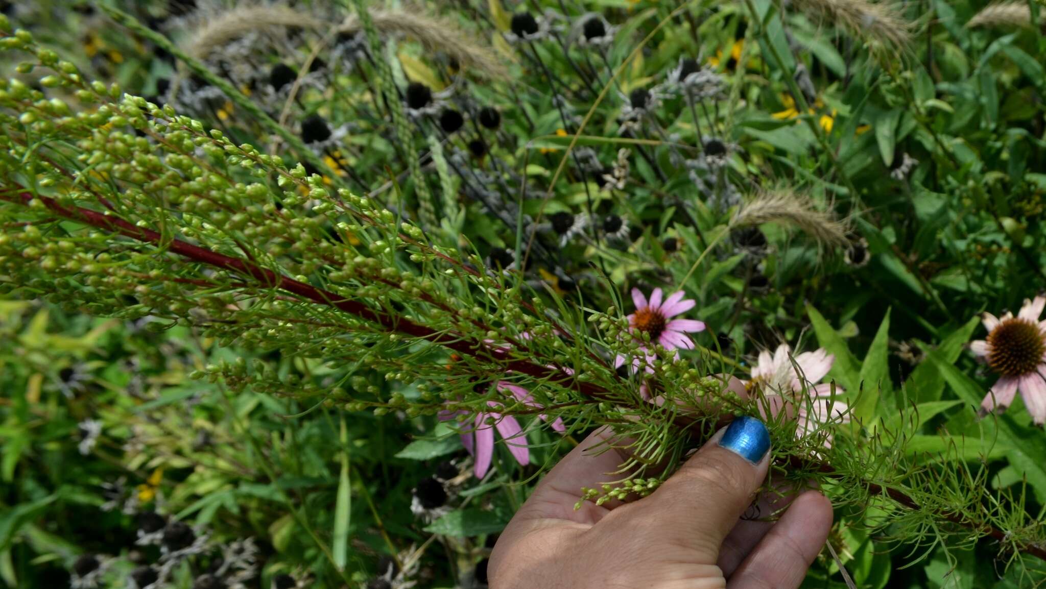 Image of field sagewort