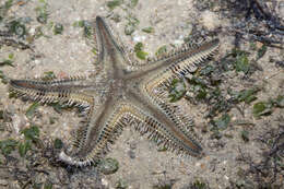 Image of Astropecten indicus Döderlein 1888