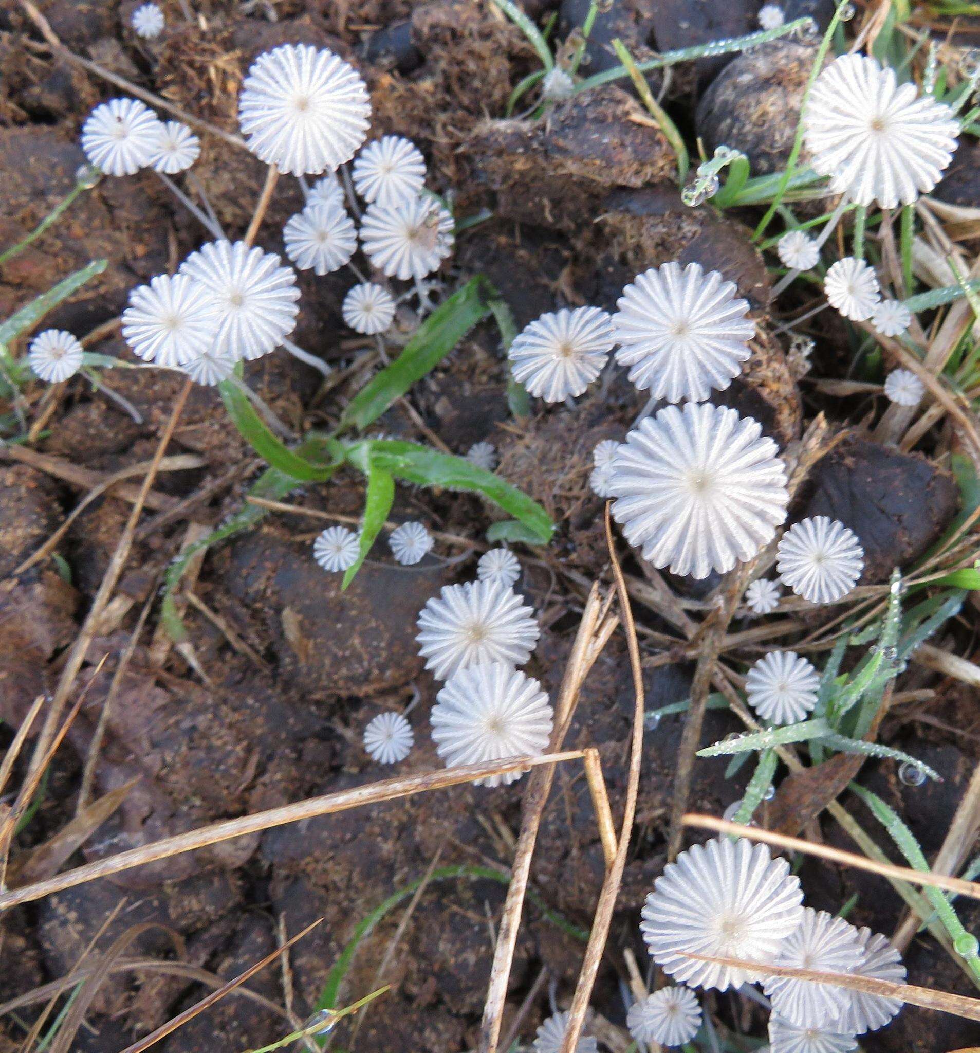 Coprinellus heptemerus (M. Lange & A. H. Sm.) Vilgalys, Hopple & Jacq. Johnson 2001的圖片