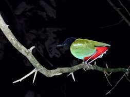 Image of Hooded Pitta