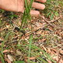 Image of Setaria gausa (S. T. Blake) R. D. Webster