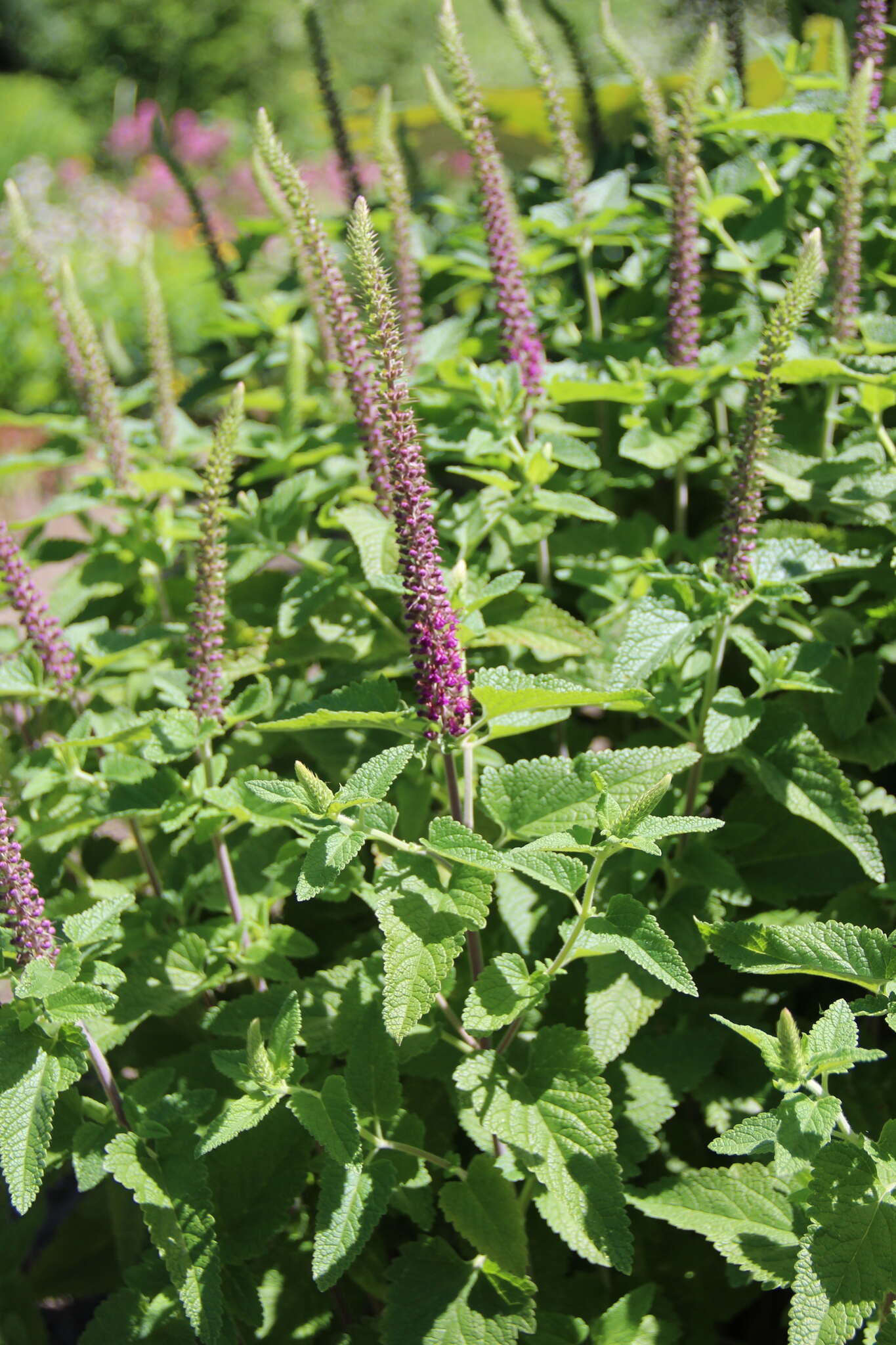 Image de Teucrium hircanicum L.