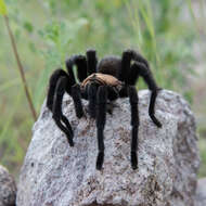 Image of Chihuahua Rose-grey Tarantula