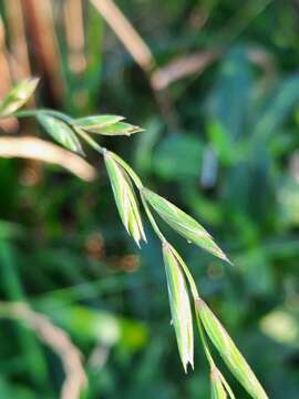 Elymus fibrosus (Schrenk) Tzvelev的圖片