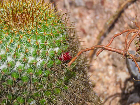 Image of Mammillaria columbiana subsp. yucatanensis (Britton & Rose) D. R. Hunt