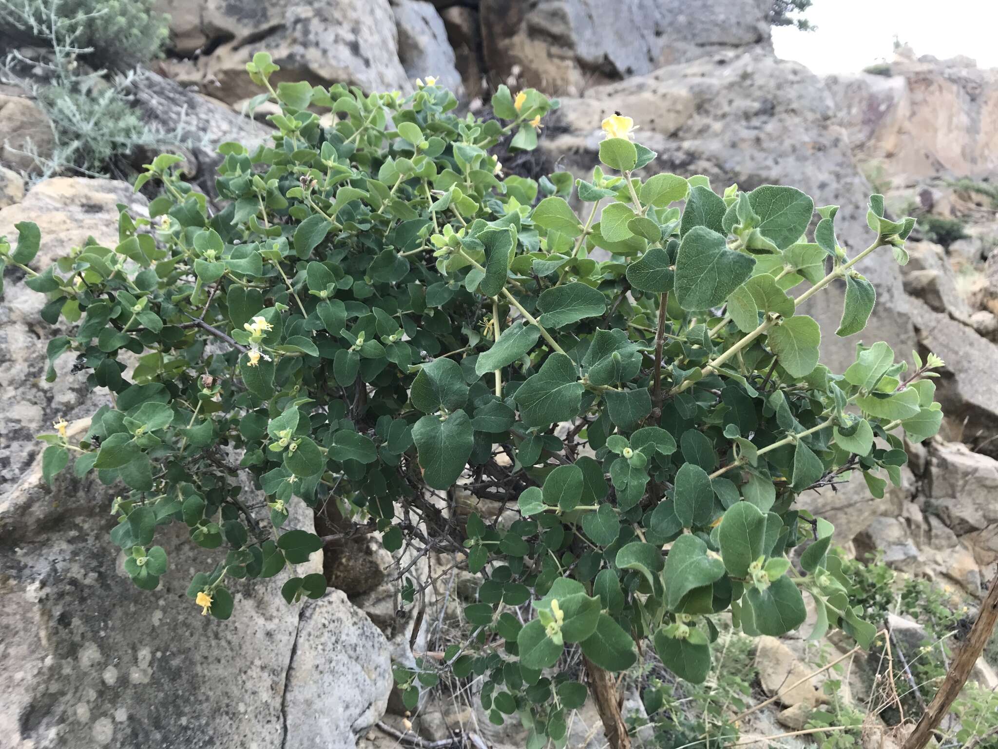 Image de Lonicera iberica M. Bieb.