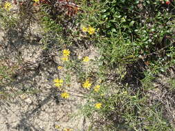 Image of sickleleaf silkgrass