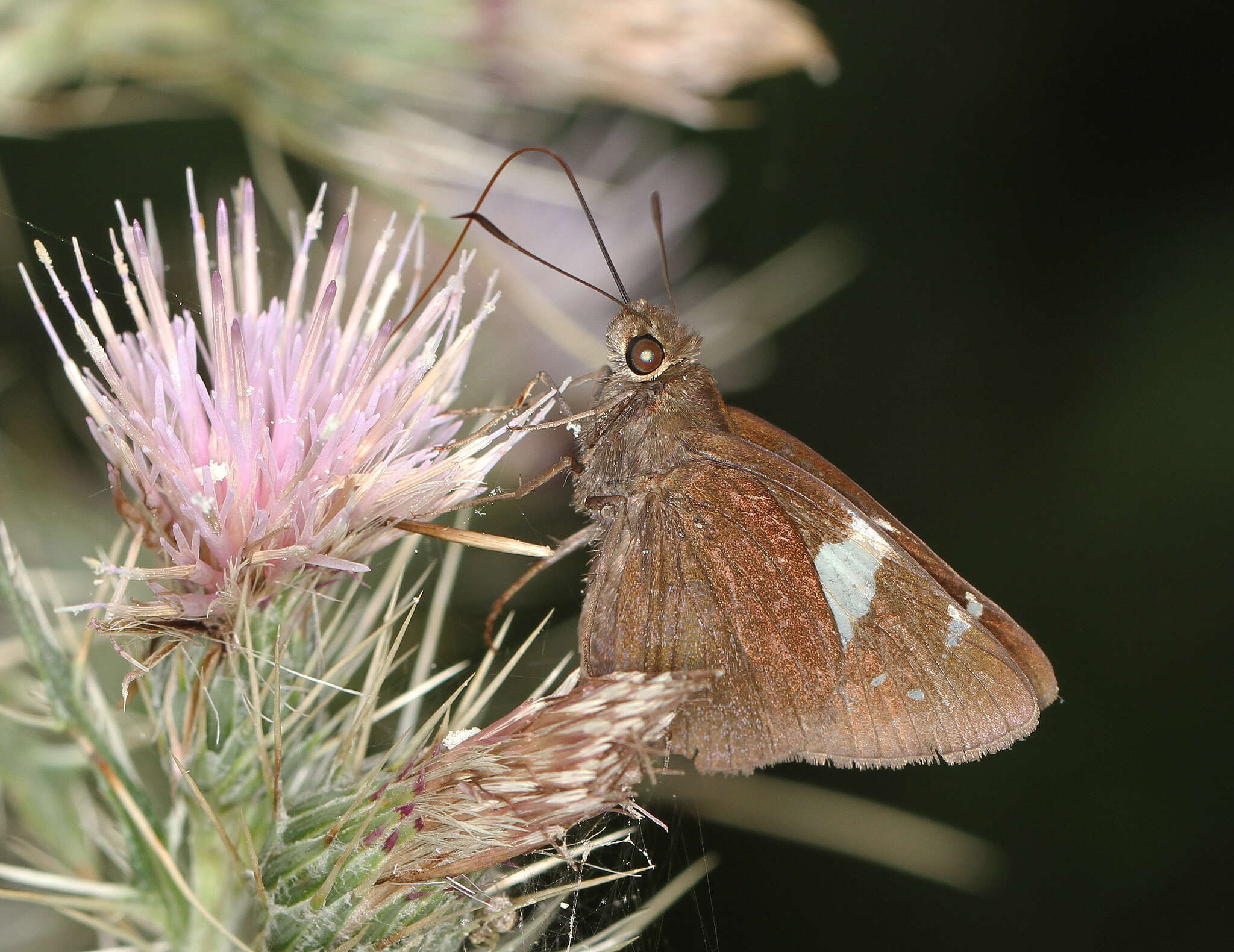 Notocrypta feisthamelii alysos Moore 1865 resmi