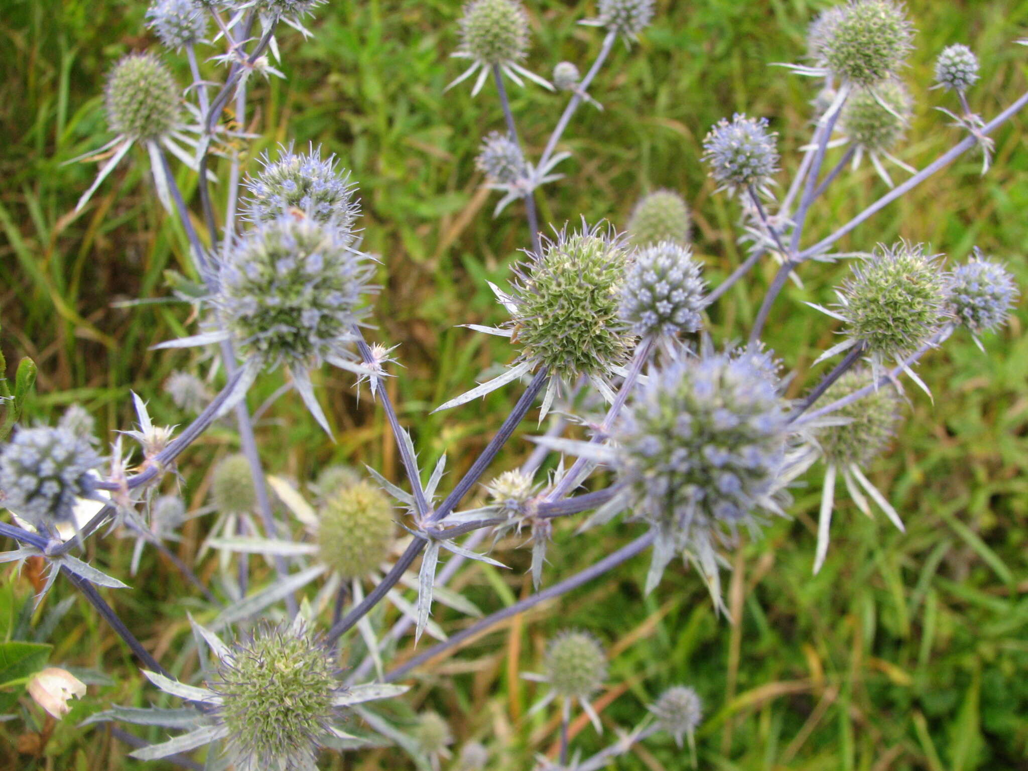 Imagem de Eryngium planum L.