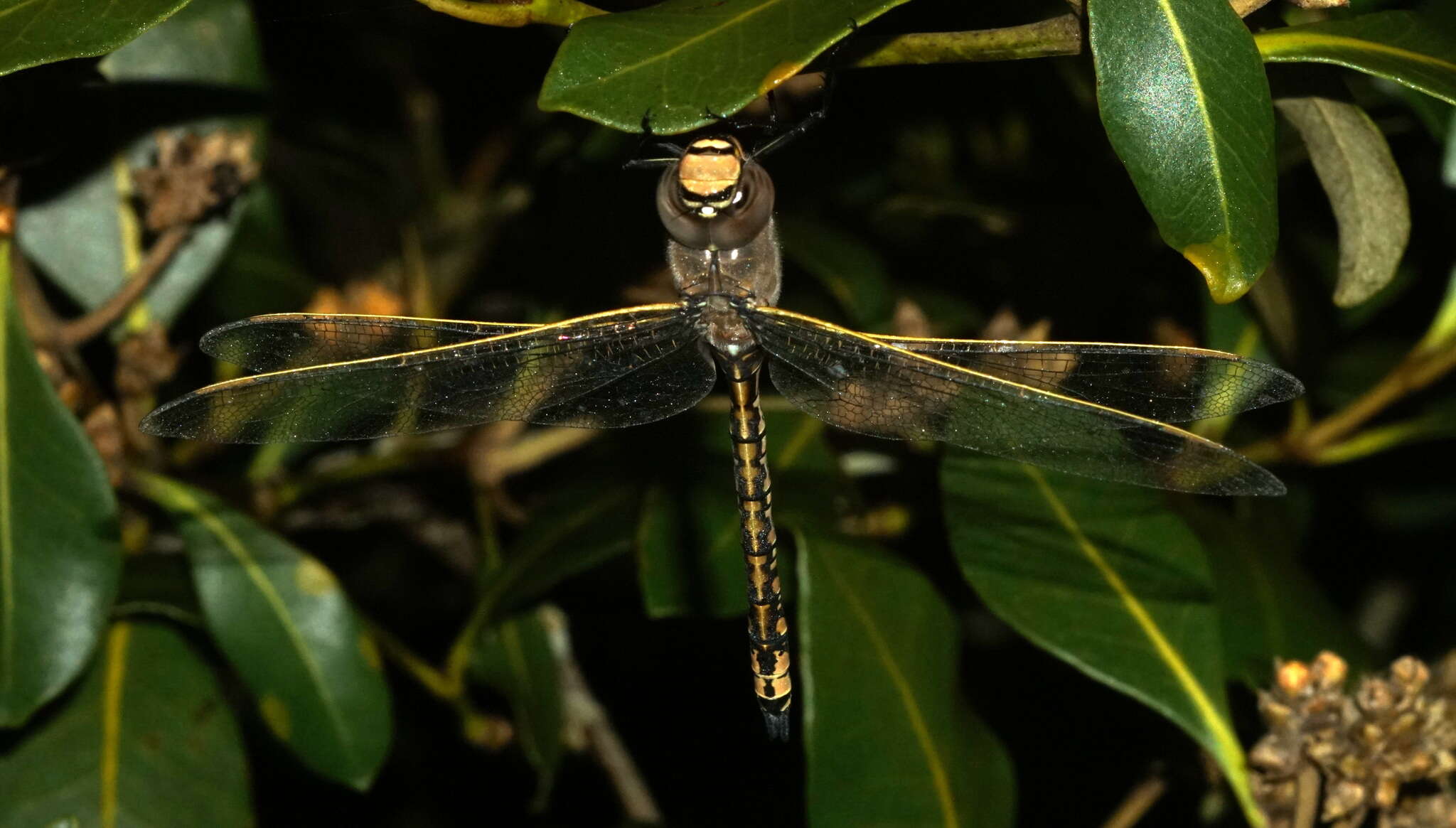 Imagem de Anax papuensis (Burmeister 1839)