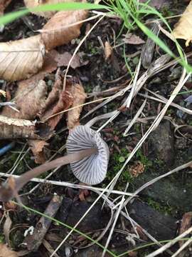 Imagem de Mycena leptocephala (Pers.) Gillet 1876