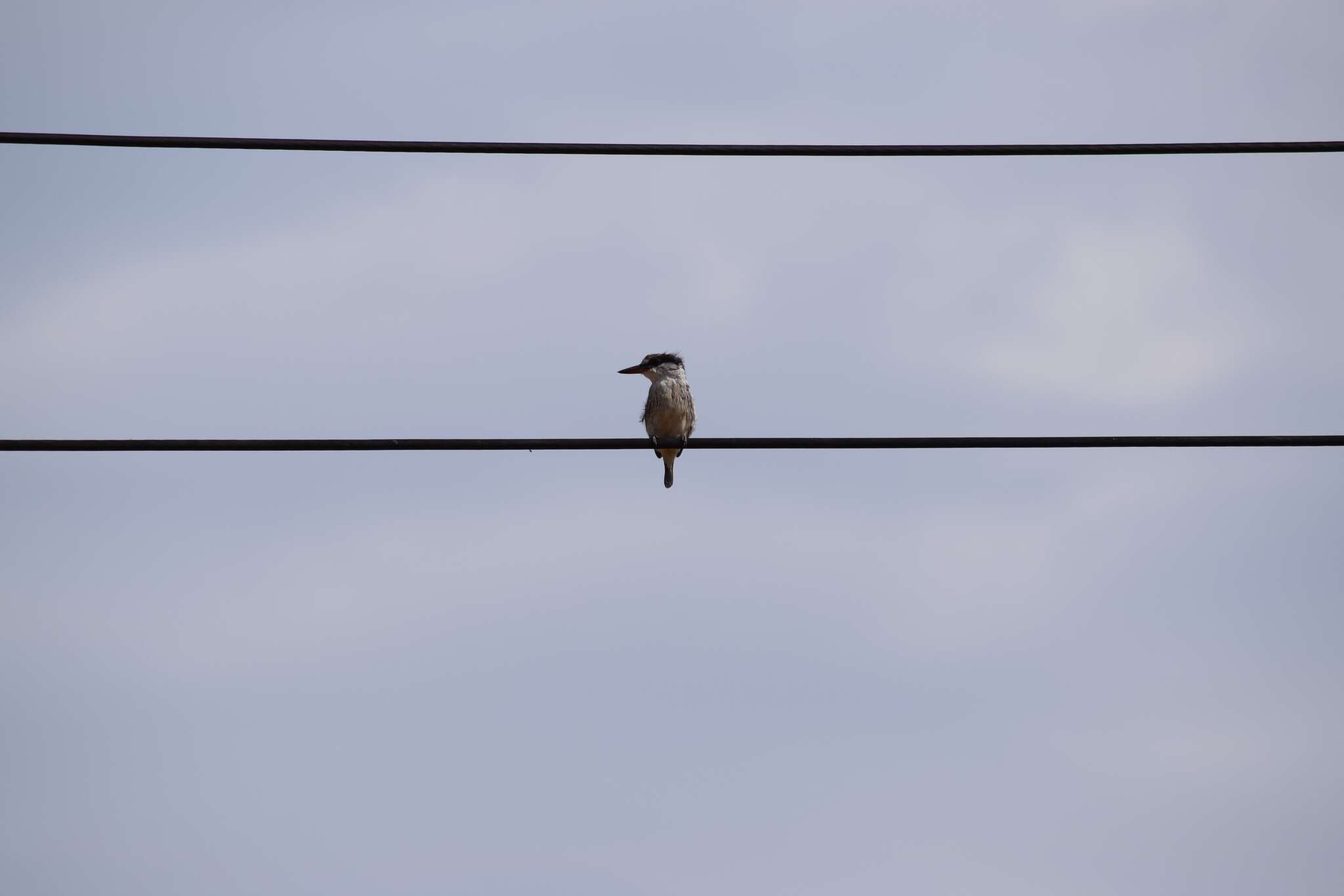 Image of Striped Kingfisher