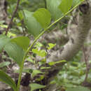 Image of Polygonatum odoratum var. maximowiczii (F. Schmidt) Koidz.