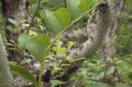 Слика од Polygonatum odoratum var. maximowiczii (F. Schmidt) Koidz.