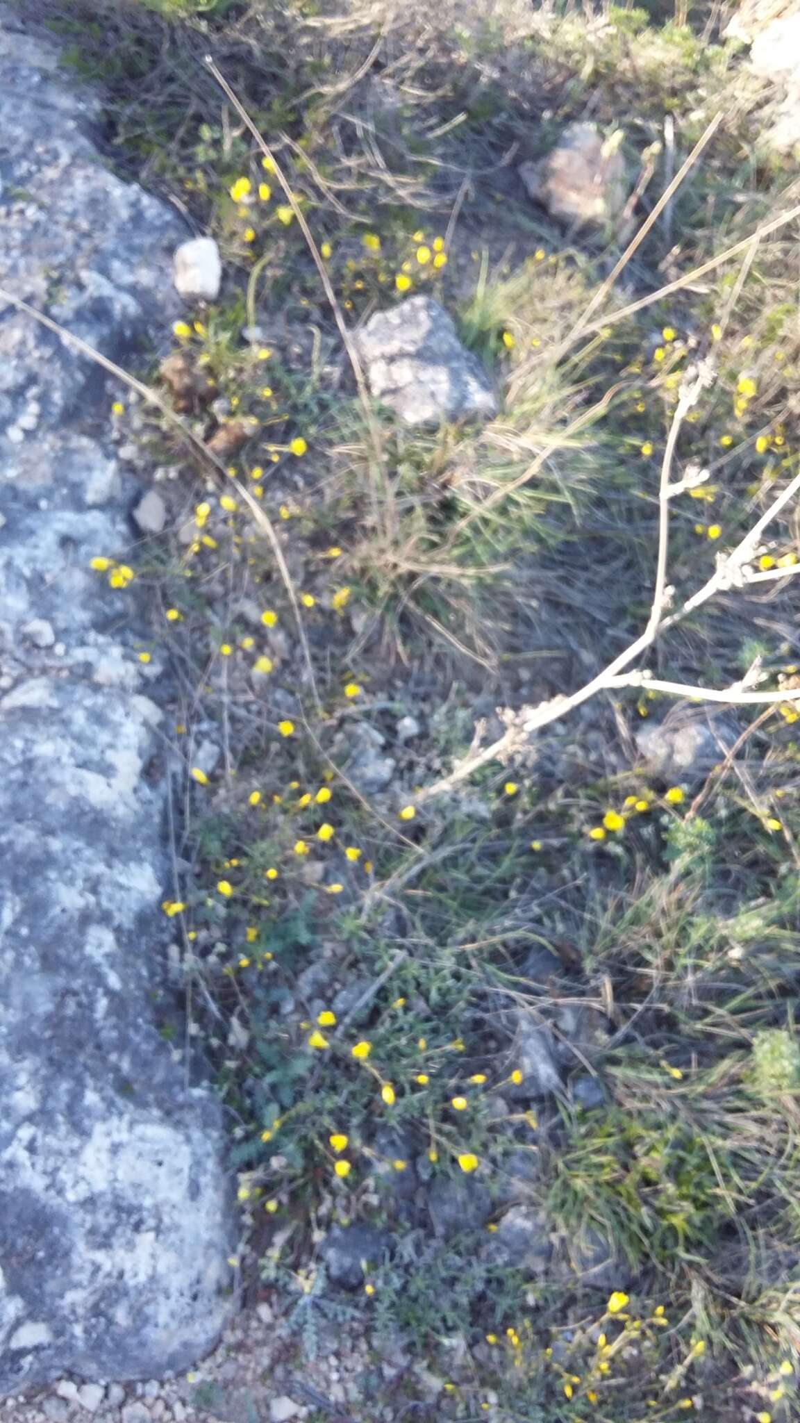 Image of Linum tauricum Willd.