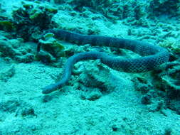 Image of Reef shallows seasnake