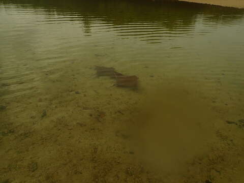 Image of Golden Cownose Ray