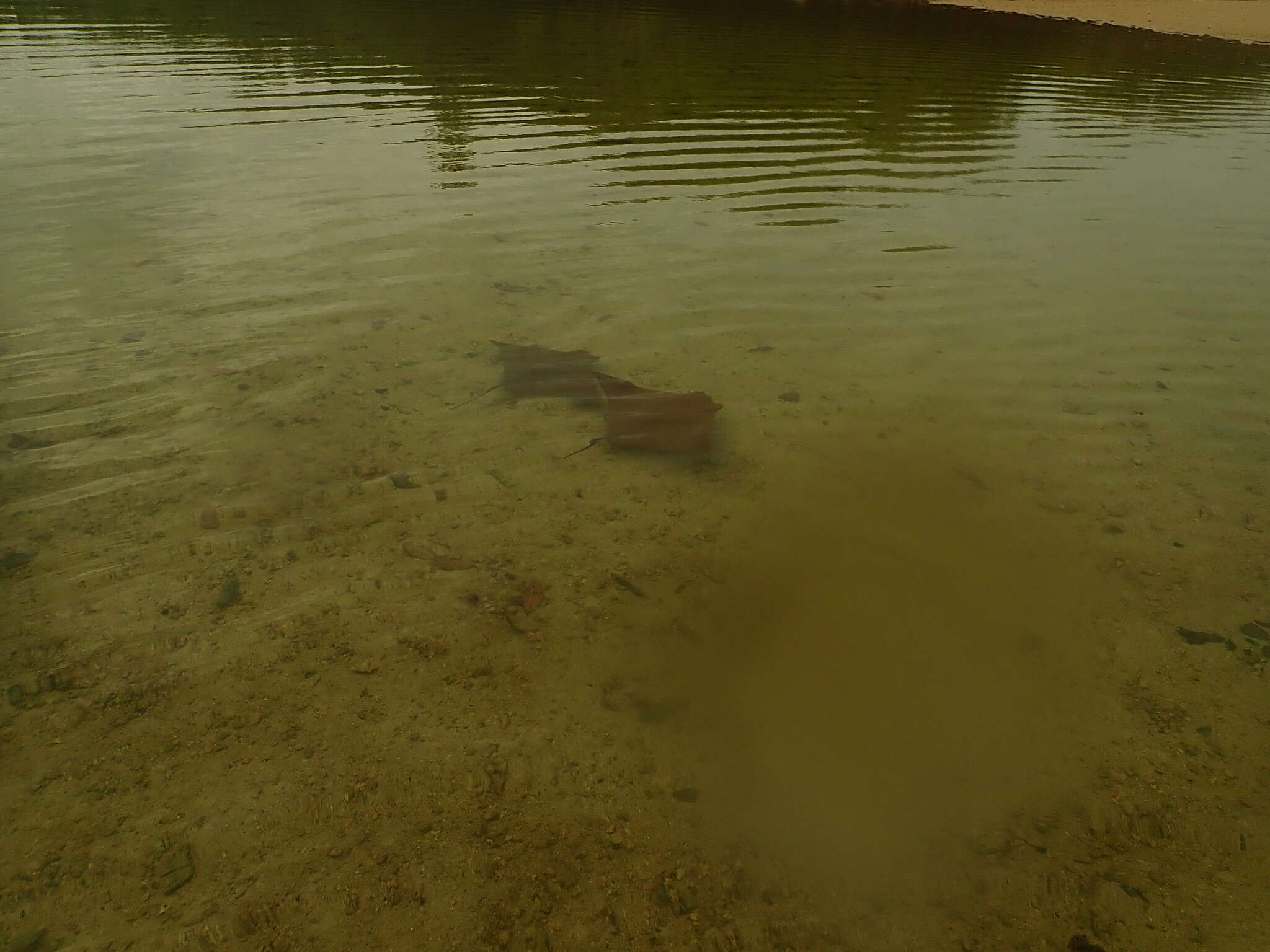 Image of Golden Cownose Ray