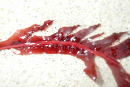 Image of Erythrophyllum delesserioides