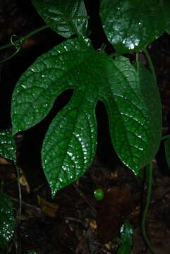 Image of Gurania makoyana (Lam.) Cogn.