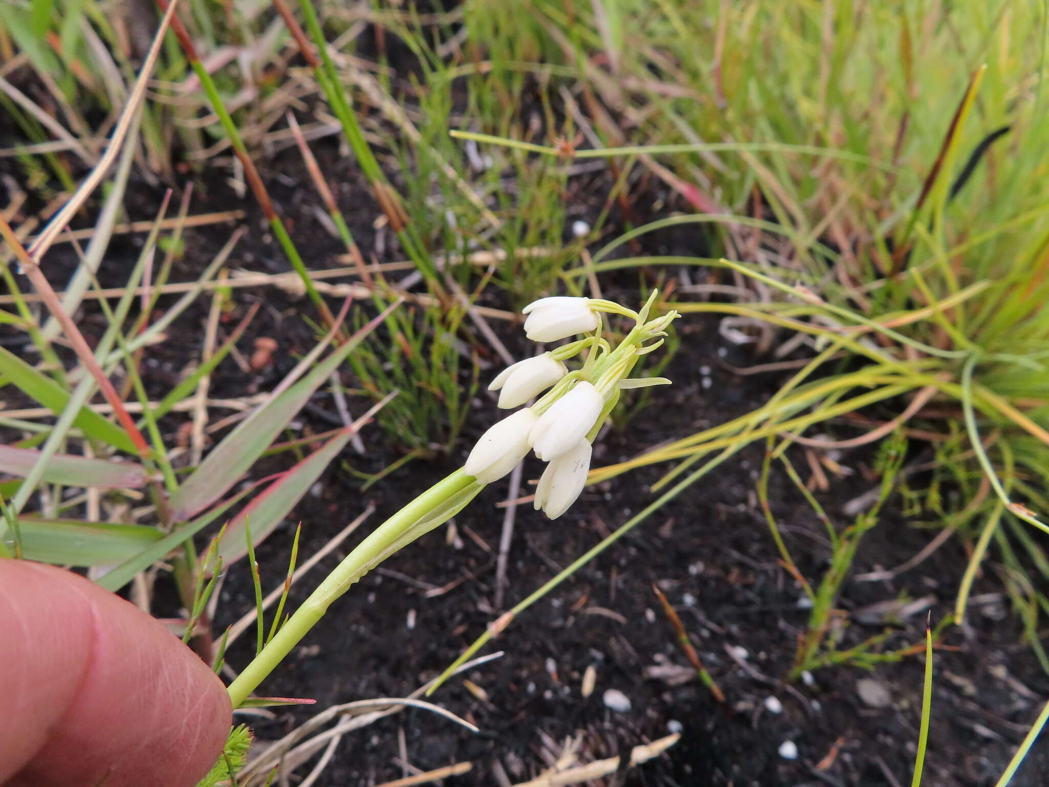 Image of Eulophia aculeata (L. fil.) Spreng.