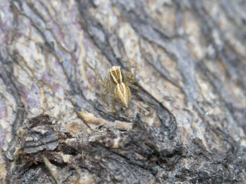 Image of Oxyopes lineatus Latreille 1806