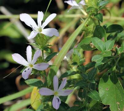 Image of Barleria saxatilis Oberm.