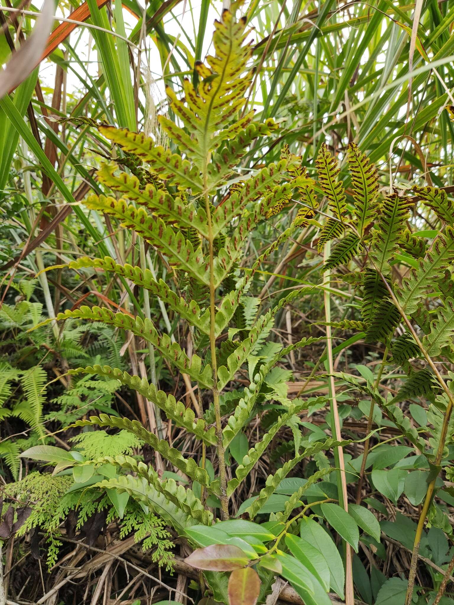 Image of Woodwardia japonica (L. fil.) Sm.
