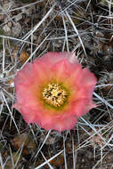 Image of Graham's pricklypear