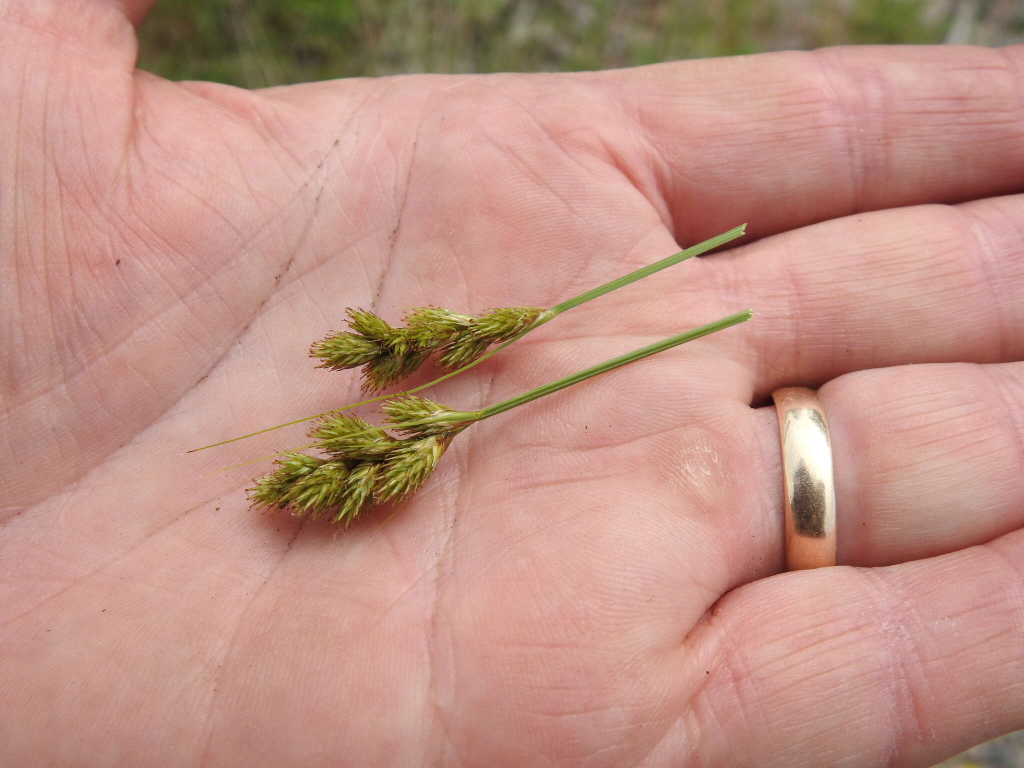 Image of Bebb's sedge