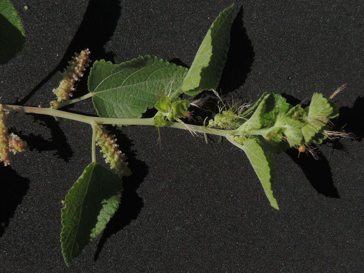 Image of California copperleaf