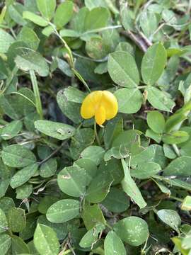 Plancia ëd Arachis repens Handro