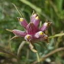 Image of Yakima bird's-beak