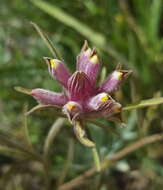 Image of Yakima bird's-beak