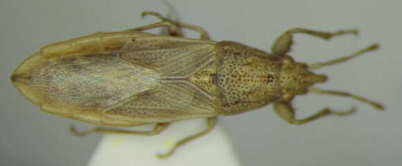 Image of Cymophyes