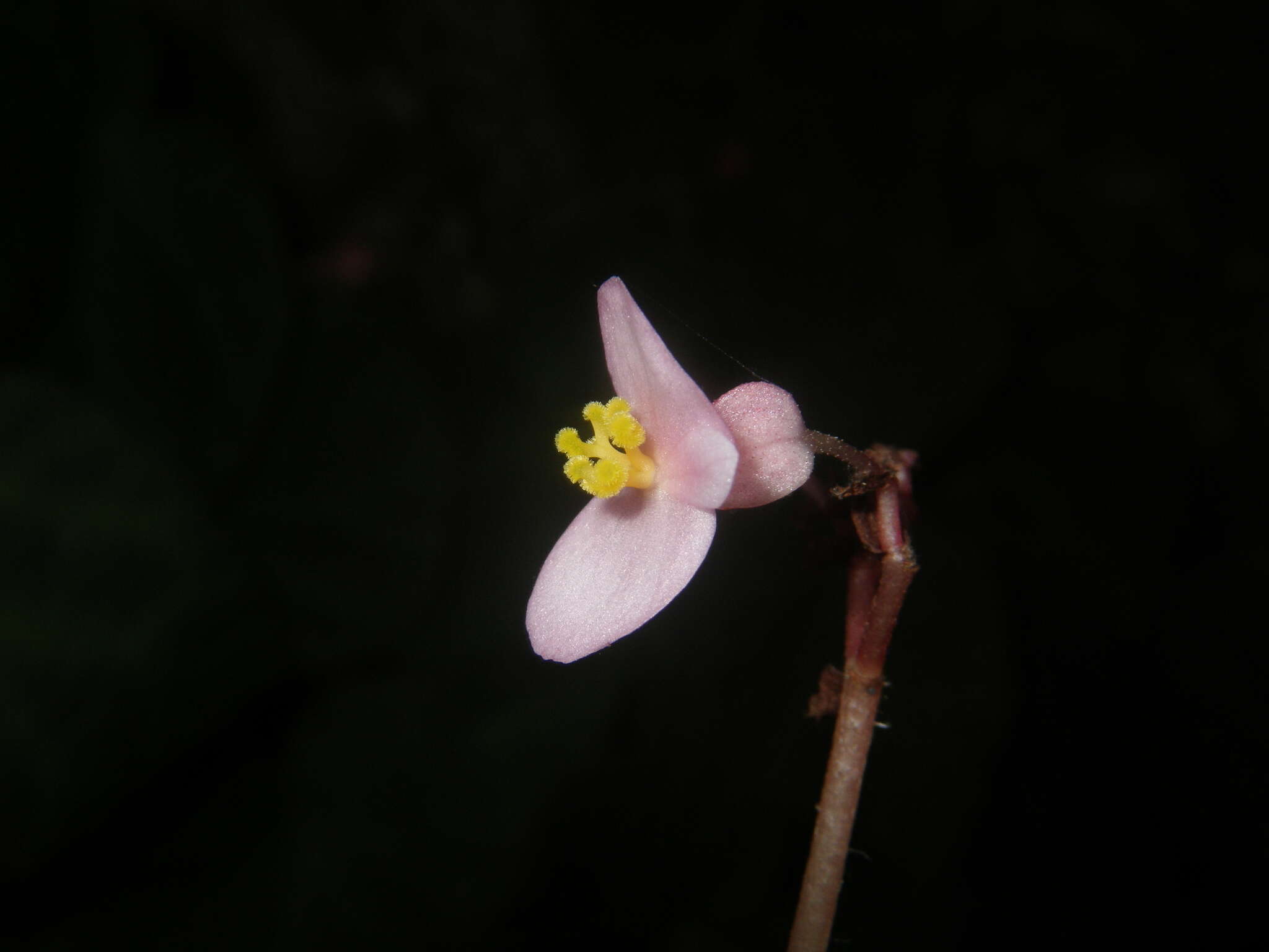 Image of Begonia chongzuoensis Yan Liu, S. M. Ku & C. I Peng