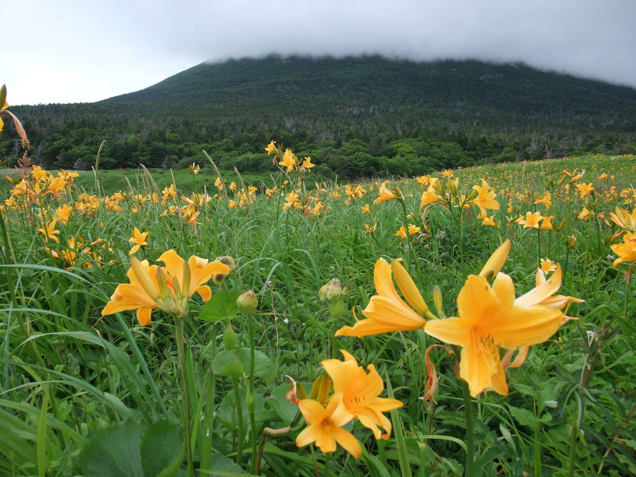 Image of Hemerocallis middendorffii var. esculenta (Koidz.) Ohwi