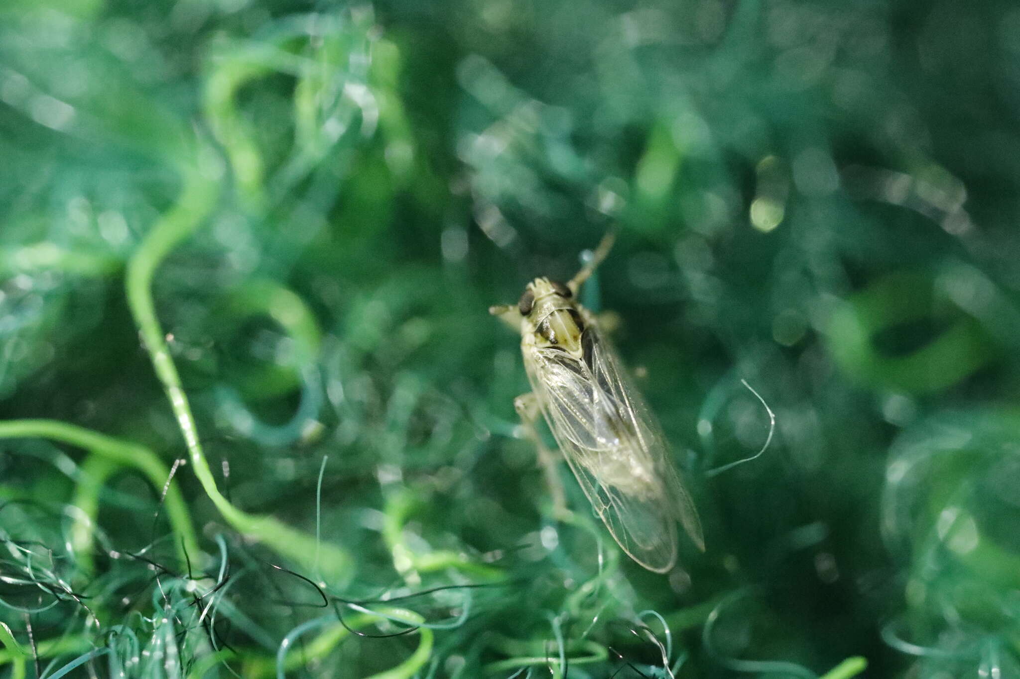 Laodelphax striatellus (Fallén 1826) resmi