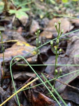 Image of Twining Screwstem