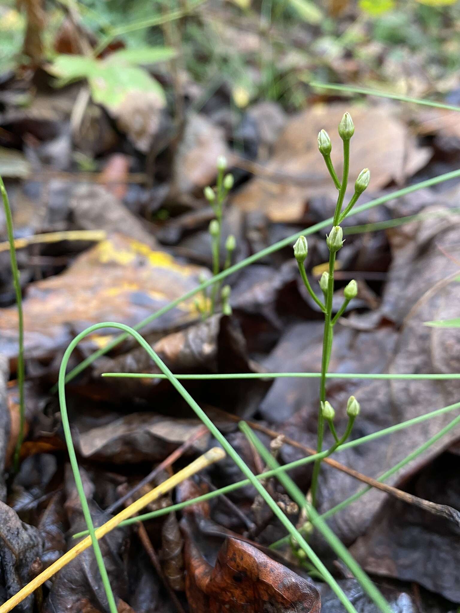 Image of Twining Screwstem