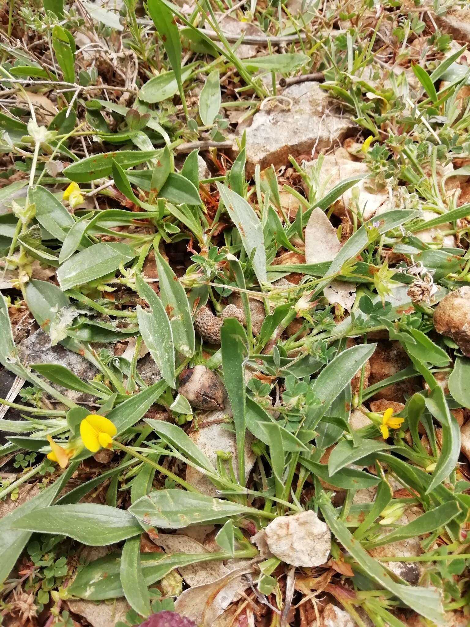 Plancia ëd Scorpiurus muricatus var. subvillosus (L.) Fiori